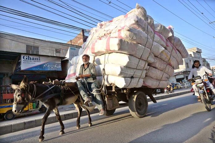 A Donkey cart holder on the way with over loaded weight may cause any mishap at Patha Mandi road