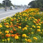 Bright flowers in full bloom line the roadside greenbelt along the expressway, adding a burst of color to the journey