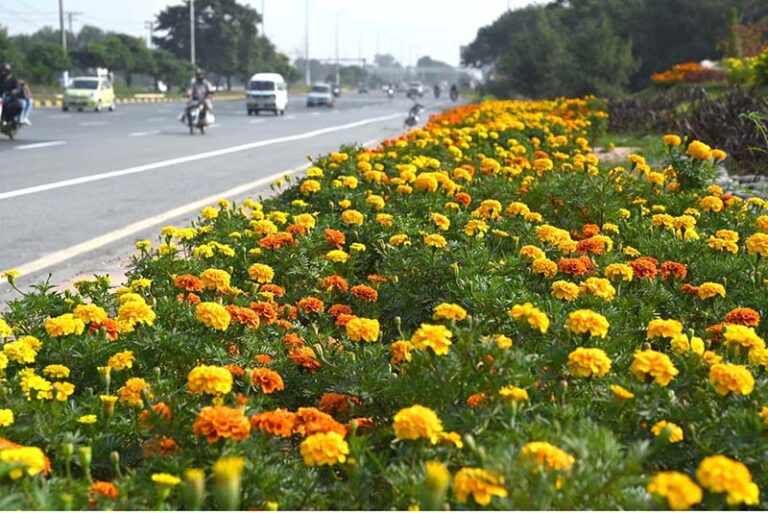 Bright flowers in full bloom line the roadside greenbelt along the