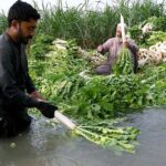Farmers washing radish before transporting to vegetable market near Charsadda road