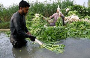 Farmers washing radish before transporting to vegetable market near Charsadda road