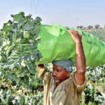 A farmer carries fresh vegetables after harvesting them from his field near Bakrani Village
