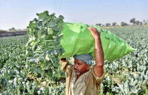 A farmer carries fresh vegetables after harvesting them from his field near Bakrani Village