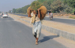 An elderly man crosses the road with a heavy bundle of fodder, freshly cut from the fields to support his animals.