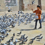 A child throwing food for the flock of pigeons at a roadside