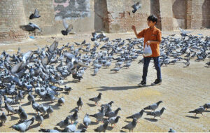 A child throwing food for the flock of pigeons at a roadside