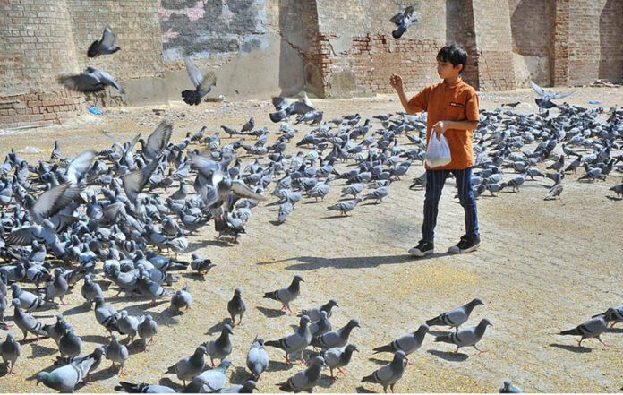 A child throwing food for the flock of pigeons at a roadside