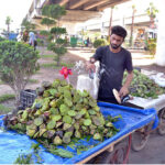 A Lotus vender lures customers by watering fresh and delicious lotus fruit near Azadi Chowk roundabout in the provincial capital