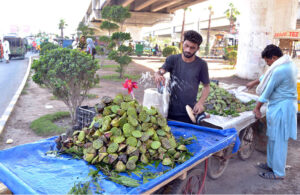 A Lotus vender lures customers by watering fresh and delicious lotus fruit near Azadi Chowk roundabout in the provincial capital