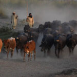 Farmers returning after grazing their buffaloes along the banks of the River Ravi