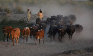 Farmers returning after grazing their buffaloes along the banks of the River Ravi