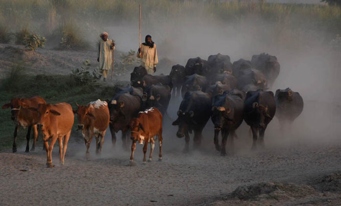Farmers returning after grazing their buffaloes along the banks of the River Ravi