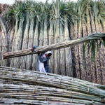 Punjab surpasses global average sugarcane production with record 745 maunds per acre yield: Dr Ishtiaq Hassan