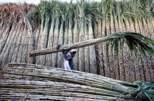 Labourers collecting bundles of sugarcane at the bank of River Ravi to supply near the Vegetable Market in the Provincial Capital.