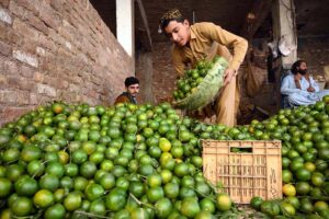 Vendor arranging and displaying oranges to attract the customer at the fruit market.