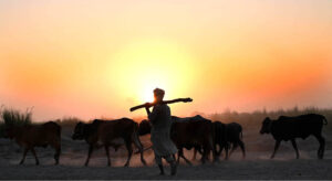 Farmers returning after grazing their buffaloes along the banks of the River Ravi
