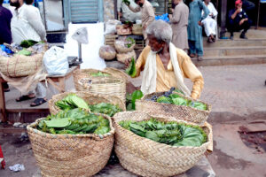 An aged betel leaf vendor attracts customers by arranging baskets full of betel leaves near Nolakha Bazaar.