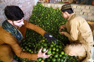 Vendor arranging and displaying oranges to attract the customer at the fruit market.