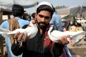Customers selecting and purchasing pigeons from Jumma bazar Ring road.