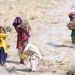 Gypsy girls collecting and binding dry woods for burning purpose at Qasimabad