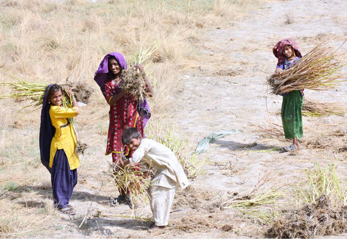 Gypsy girls collecting and binding dry woods for burning purpose at Qasimabad