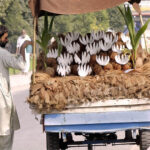 A street vendor is showering water on the coconuts to keep them fresh at his roadside setup
