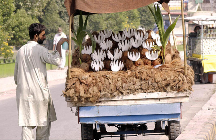 A street vendor is showering water on the coconuts to keep them fresh at his roadside setup