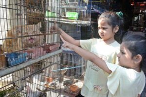 Girls show keen interest in a Persian cat at the bustling Saddar Bird Market