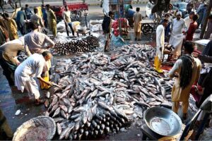 People and shopkeepers are buying different kind of fish from wholesalers at the wholesale fish market in the Provincial Capital.