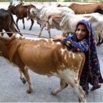 A young girl shepherd along with a herd of cow passing through Railway Station Road