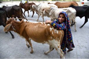 A young girl shepherd along with a herd of cow passing through Railway Station Road