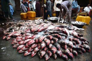 People and shopkeepers are buying different kind of fish from wholesalers at the wholesale fish market in the Provincial Capital.