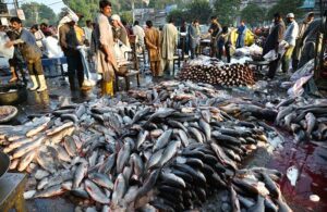 People and shopkeepers are buying different kind of fish from wholesalers at the wholesale fish market in the Provincial Capital.