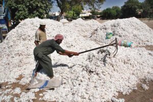 Workers packing cotton in piles on the occasion of the new cotton crop at Galla Mandi.