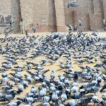 People feeding pigeons. Feeding pigeons has long been seen as a way to bring good luck or fulfill wishes in various cultures. The act itself can symbolize kindness and compassion, with many believing that offering food to these birds can attract positive energy or blessings in return