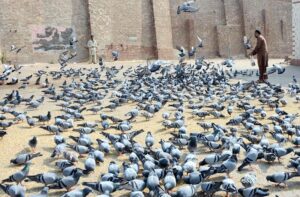 People feeding pigeons. Feeding pigeons has long been seen as a way to bring good luck or fulfill wishes in various cultures. The act itself can symbolize kindness and compassion, with many believing that offering food to these birds can attract positive energy or blessings in return
