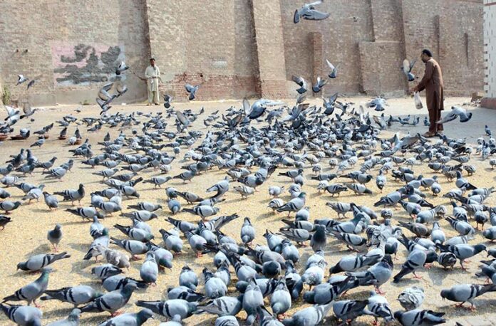 People feeding pigeons. Feeding pigeons has long been seen as a way to bring good luck or fulfill wishes in various cultures. The act itself can symbolize kindness and compassion, with many believing that offering food to these birds can attract positive energy or blessings in return