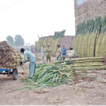 The sight of a tricycle rickshaw holder tying sugarcane with a rope after loading is a vivid image of everyday life in Ganna Mandi. The rickshaw becomes a mobile hub for transporting goods