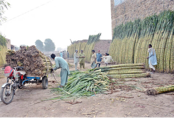 The sight of a tricycle rickshaw holder tying sugarcane with a rope after loading is a vivid image of everyday life in Ganna Mandi. The rickshaw becomes a mobile hub for transporting goods