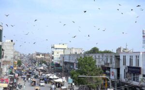 A flock of kites are flying over the skies.