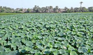 A mesmerizing view of the lotus field by lens eye near Wada Mahar Village, where the blooms beautifully.