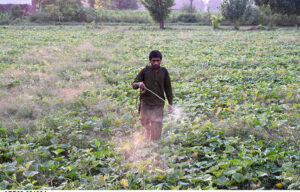 A farmer busy in spraying pesticide to safeguard his vegetable crop