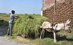 A farmer is carrying fodder for his animals on a donkey cart.