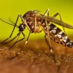 ICT admin arrests three in G-10 for breeding dengue larvae