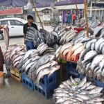 A young vendor displaying fish to attract the customers at his roadside setup at KhannaPul