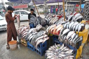 A young vendor displaying fish to attract the customers at his roadside setup at KhannaPul