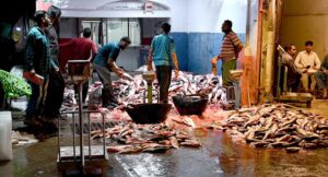 Shopkeepers purchasing fresh fish from wholesale distributors at the fish market, ensuring a steady supply of seafood in winter season for local customers