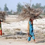 Women on the way while carrying dry branches of tree for domestic use
