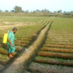 A farmer is busy spraying pesticide on the crop in his field at Faisalabad Road