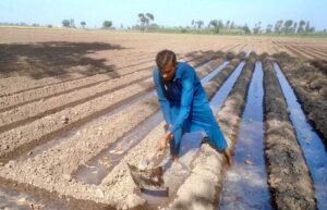 A farmer is busy spraying pesticide on the crop in his field at Faisalabad Road